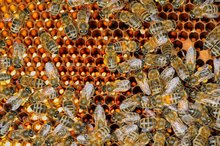 Is Royal Jelly Safe for Children?