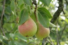 Pear Allergy Symptoms