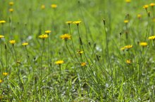 Dandelion Allergy