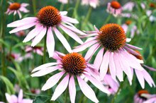 Does Echinacea Thin Your Blood?