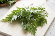 What are the Side Effects of the Wormwood Herb