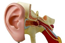 Difference Between Inner Ear & Middle Ear Infection