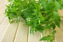 What Are the Health Benefits of Chickweed?