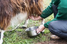 Benefits of the Colostrum in Goat's Milk