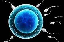 How Is Sperm Collected?