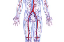 身体中最大的血管是什么?