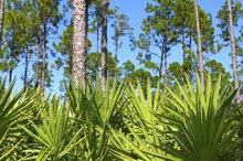 Saw Palmetto for Diabetes
