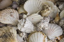 Calcium Carbonate and Seashells