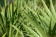 Foods That Have Saw Palmetto