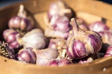 Allicin Garlic Side Effects