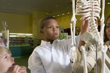Major Bones of the Skeletal System