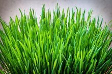Health Benefits of Wheatgrass & Barley Grass