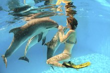 Swimming With Dolphins in Naples, Florida