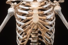 骨骼系统的四个主要部分
