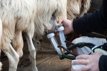 Health Benefits of Raw Organic Sheep's Milk