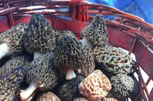 Morel Mushrooms and Allergic Reaction