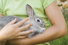 Signs of Rabbit Allergies
