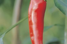 Cayenne Pepper and Anxiety