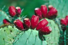 Cactus Juice to Reduce Inflammation