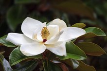 Magnolia Flower Health Uses