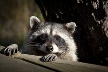 Diseases That Raccoons Can Spread to Humans