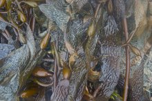 Is Kelp or Dulse Higher in Iodine?