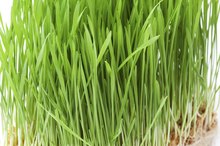 Wheatgrass & Weight Loss