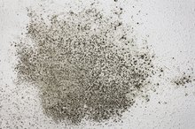Diseases Linked to Black Mold