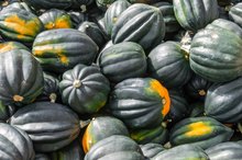 Can You Eat Acorn Squash Seeds?