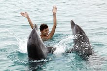 Swimming With Dolphins in Tampa, Florida