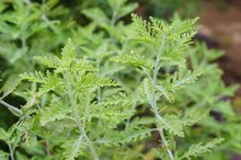 Can I Eat the Russian Sage Growing in My Garden?