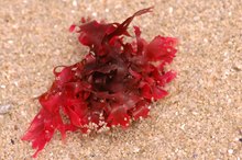 Side Effects of Red Algae Supplements