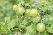 What Are the Health Benefits of Gooseberries?