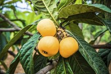 The Health Benefits of Making Tea From Loquat Leaves