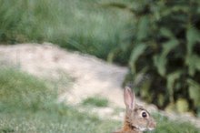 The Dangers of Eating Wild Rabbit