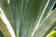 Side Effects of Using Agave Syrup