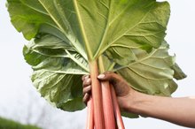 Weight Loss With Rhubarb