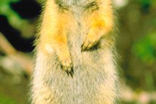 Physical Adaptations of the Ground Squirrel