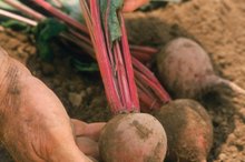 The Best Ways to Pressure-Cook Beets