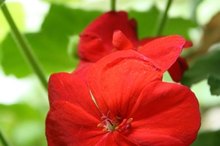 The Side Effects of Geranium Oil