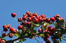 Dosage for Hawthorn Berries
