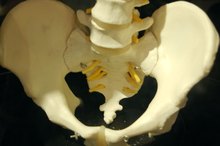 The Male & Female Pelvic Differences