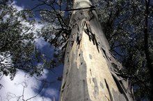 Eucalyptus Oil Side Effects