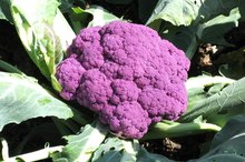 Purple Cauliflower Nutrition Information