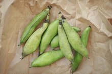 What Are the Benefits of Fava Beans?