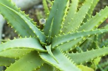 Is the Aloe Vera Plant Toxic?