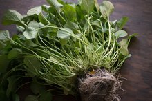 How to Keep and Store Watercress