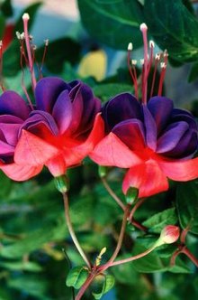 How to Grow a Double Fuchsia Flower | Home Guides | SF Gate