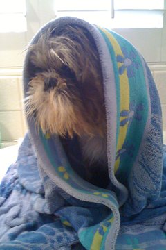 DailyPuppy article image