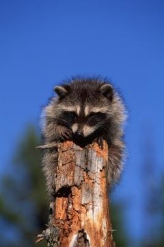 raccoon ponds salvaje adaptaciones mapache stguitars